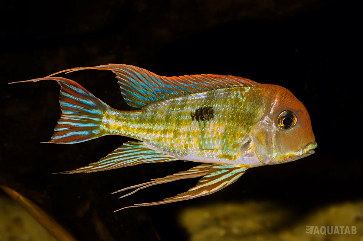 Fotografie druhu Geophagus pyrocephalus