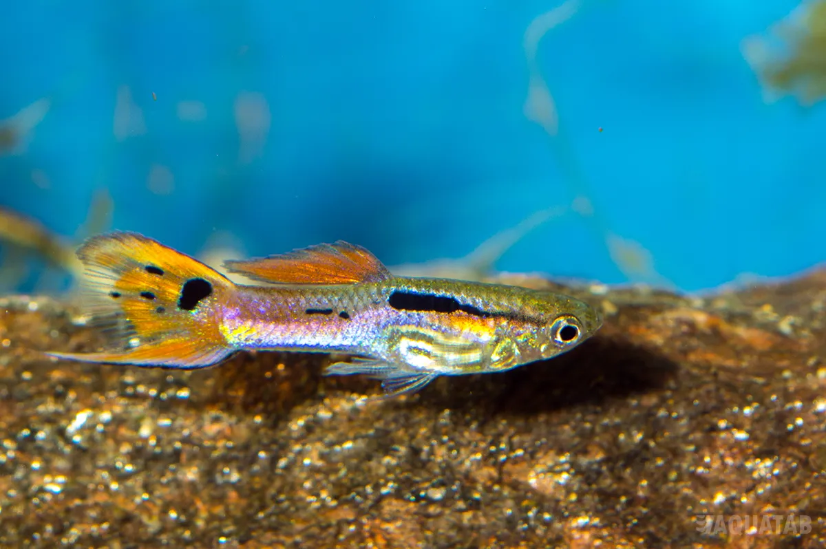 Fotografie druhu Poecilia wingei