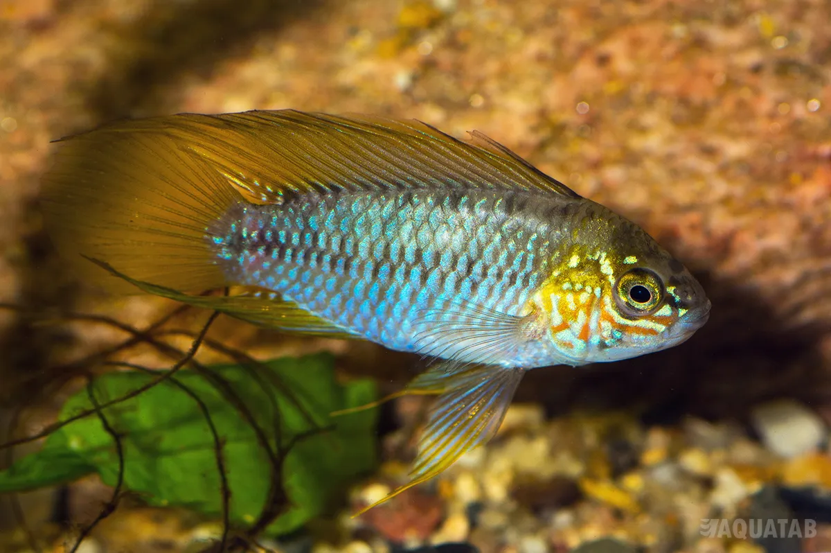 Fotografie druhu Apistogramma borellii
