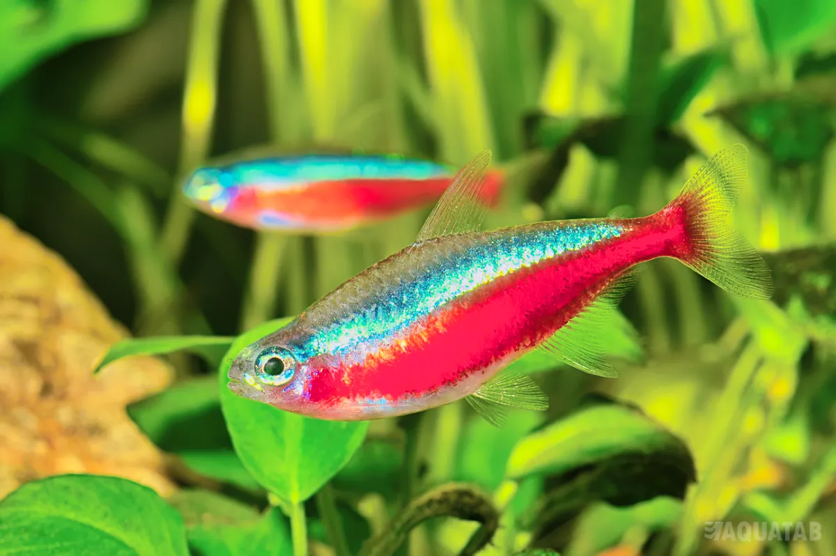 Fotografie druhu Paracheirodon axelrodi