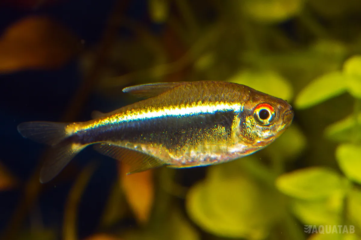 Fotografie druhu Hyphessobrycon herbertaxelrodi
