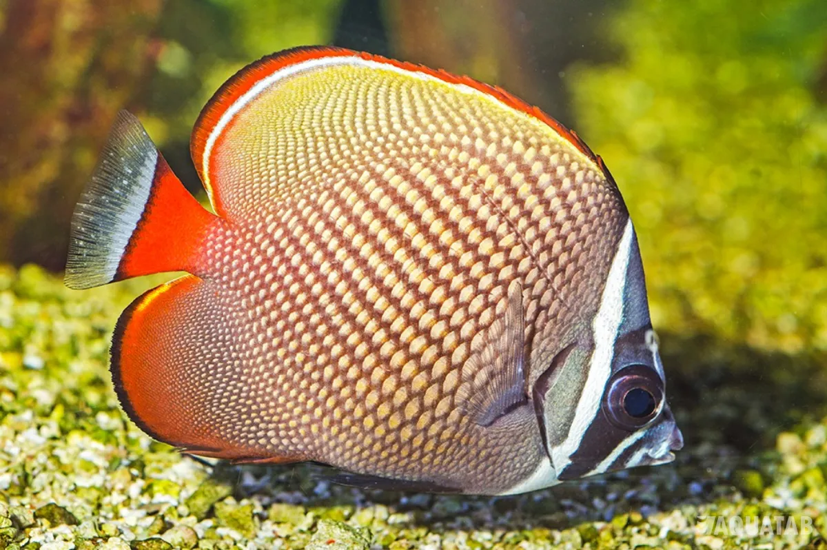 Fotografie druhu Chaetodon collare