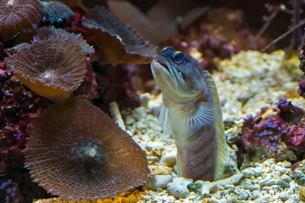 Fotografie druhu Opistognathus randalli