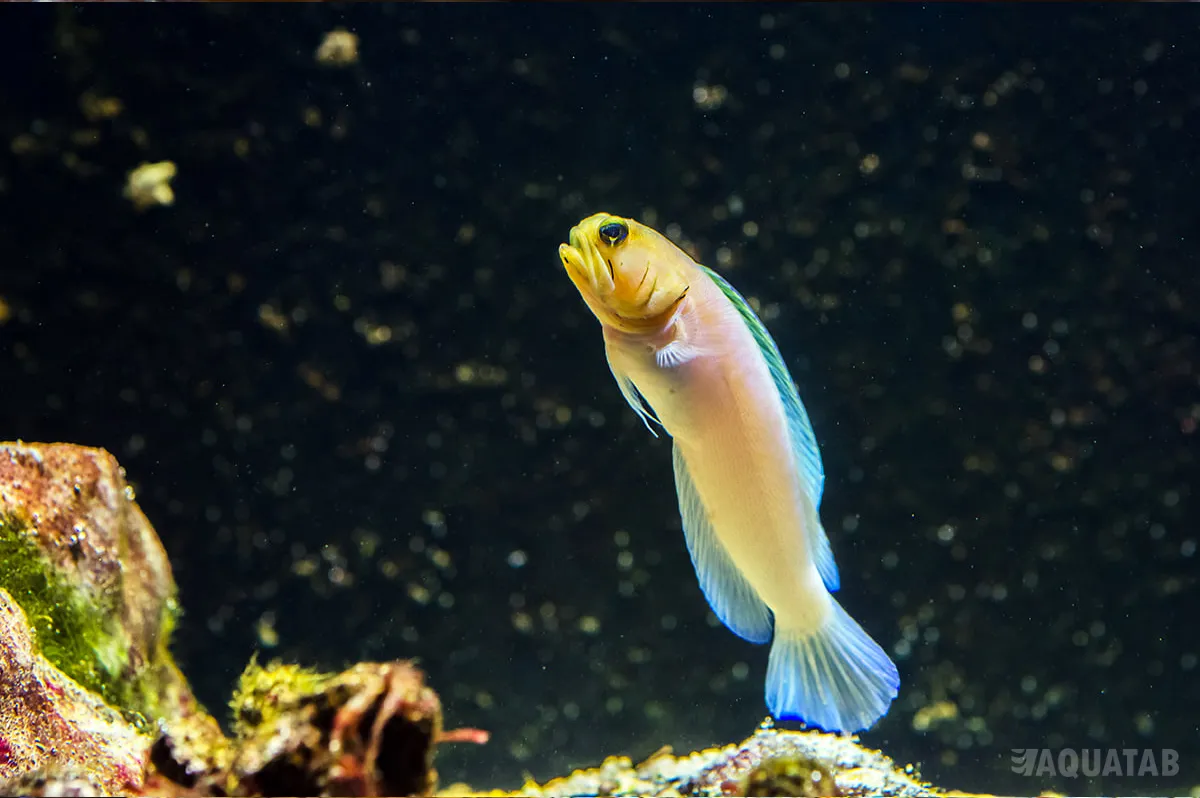 Fotografie druhu Opistognathus aurifrons