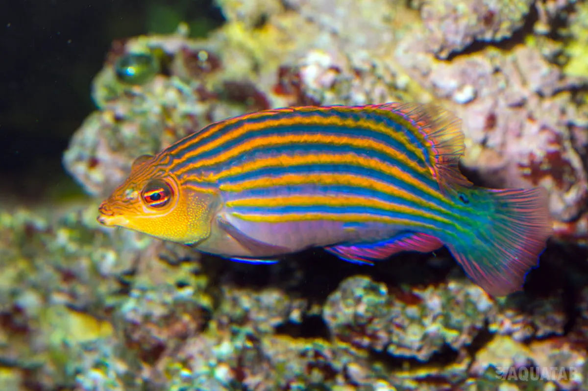 Fotografie druhu Pseudocheilinus hexataenia