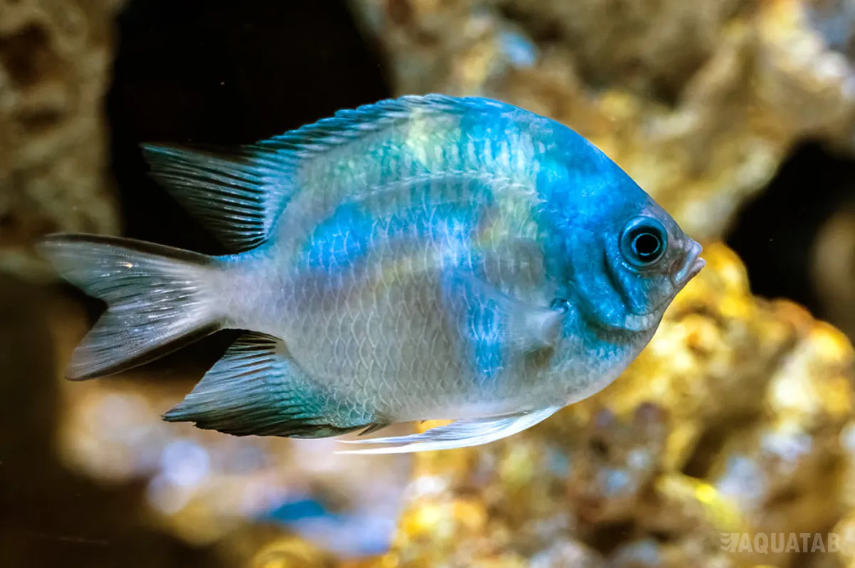 Fotografie druhu Amblyglyphidodon indicus