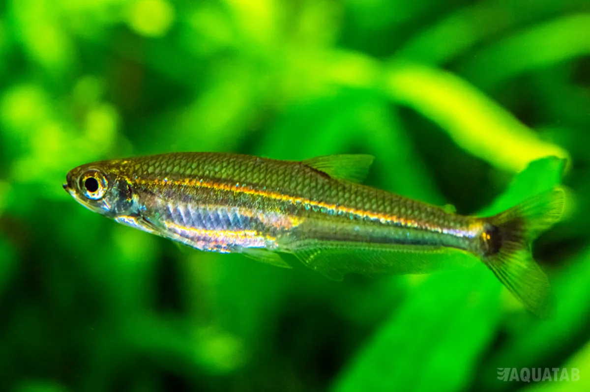 Fotografie druhu Iguanodectes spilurus