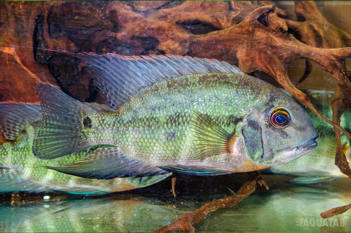 Fotografie druhu Hoplarchus psittacus