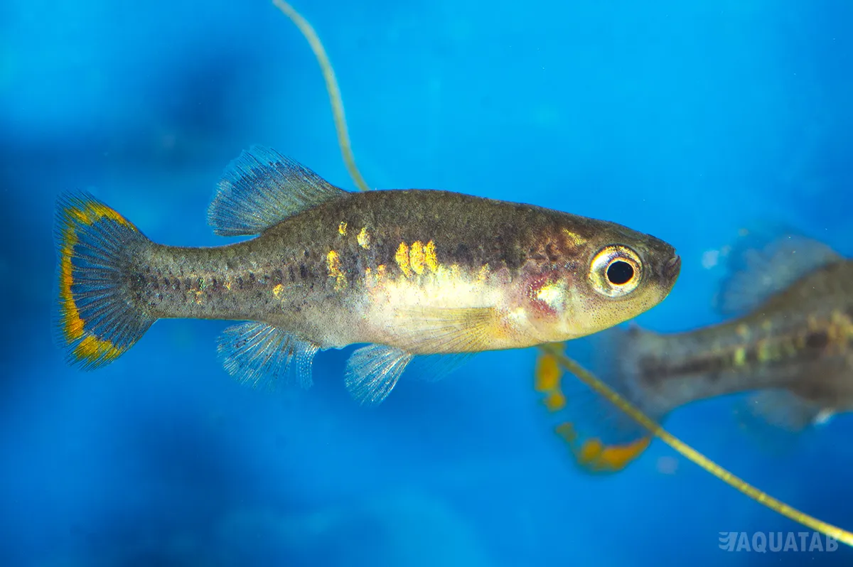 Fotografie druhu Zoogoneticus tequila