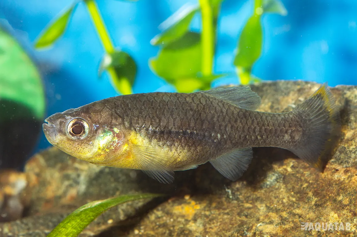 Fotografie druhu Zoogoneticus tequila