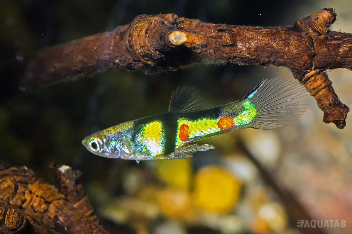 Fotografie druhu Poecilia wingei El Tigre