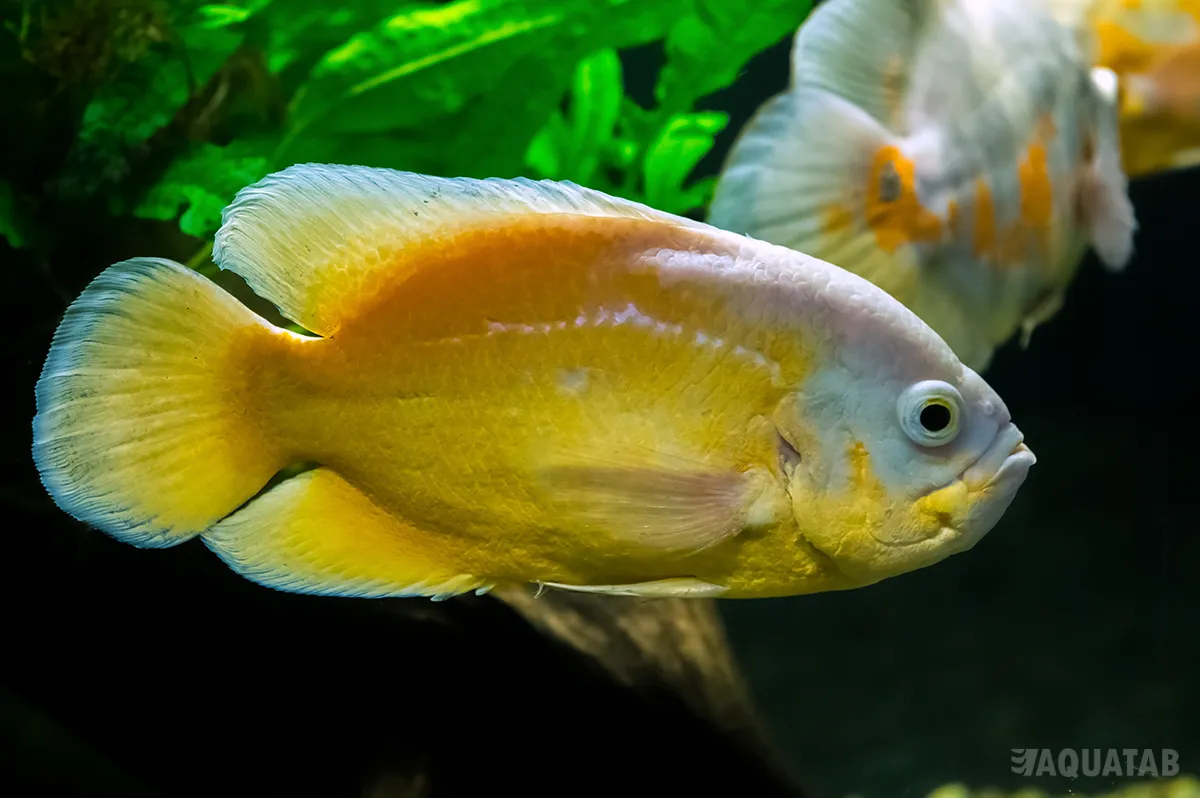 Fotografie druhu Astronotus ocellatus Albín