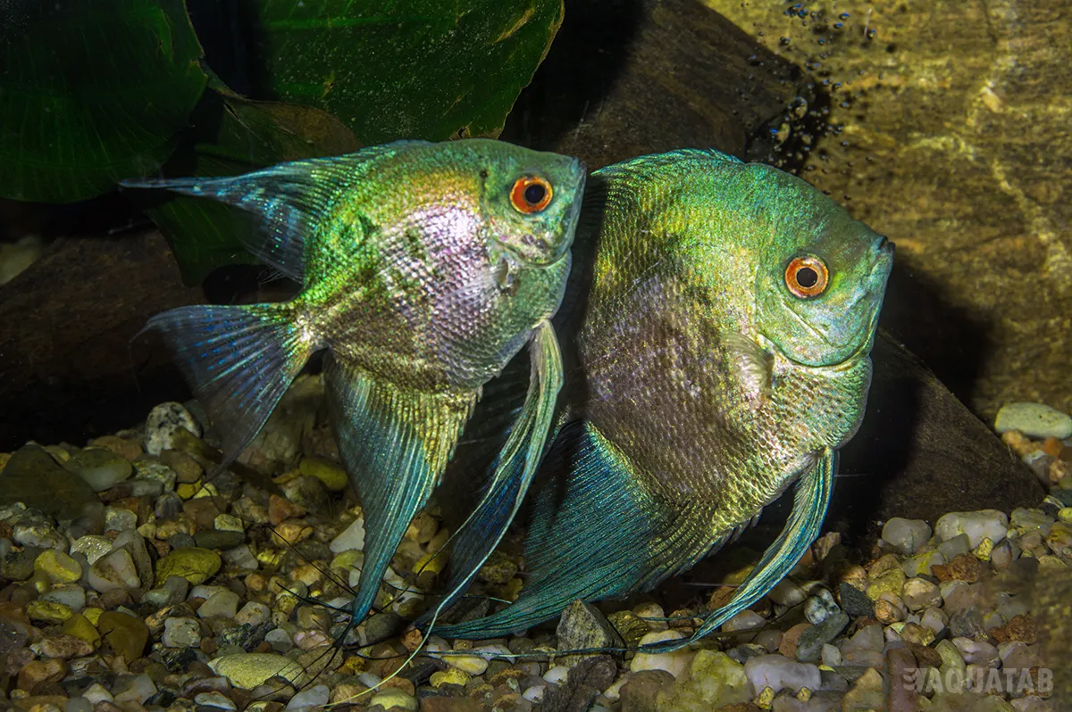 Fotografie druhu Pterophyllum scalare forma Blue Map