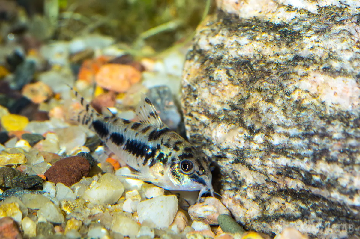 Fotografie druhu Hoplisoma habrosum