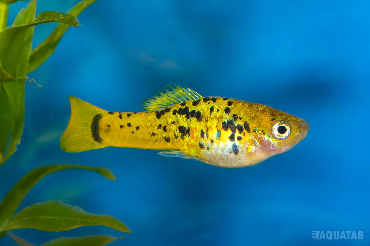 Fotografie druhu Xiphophorus variatus