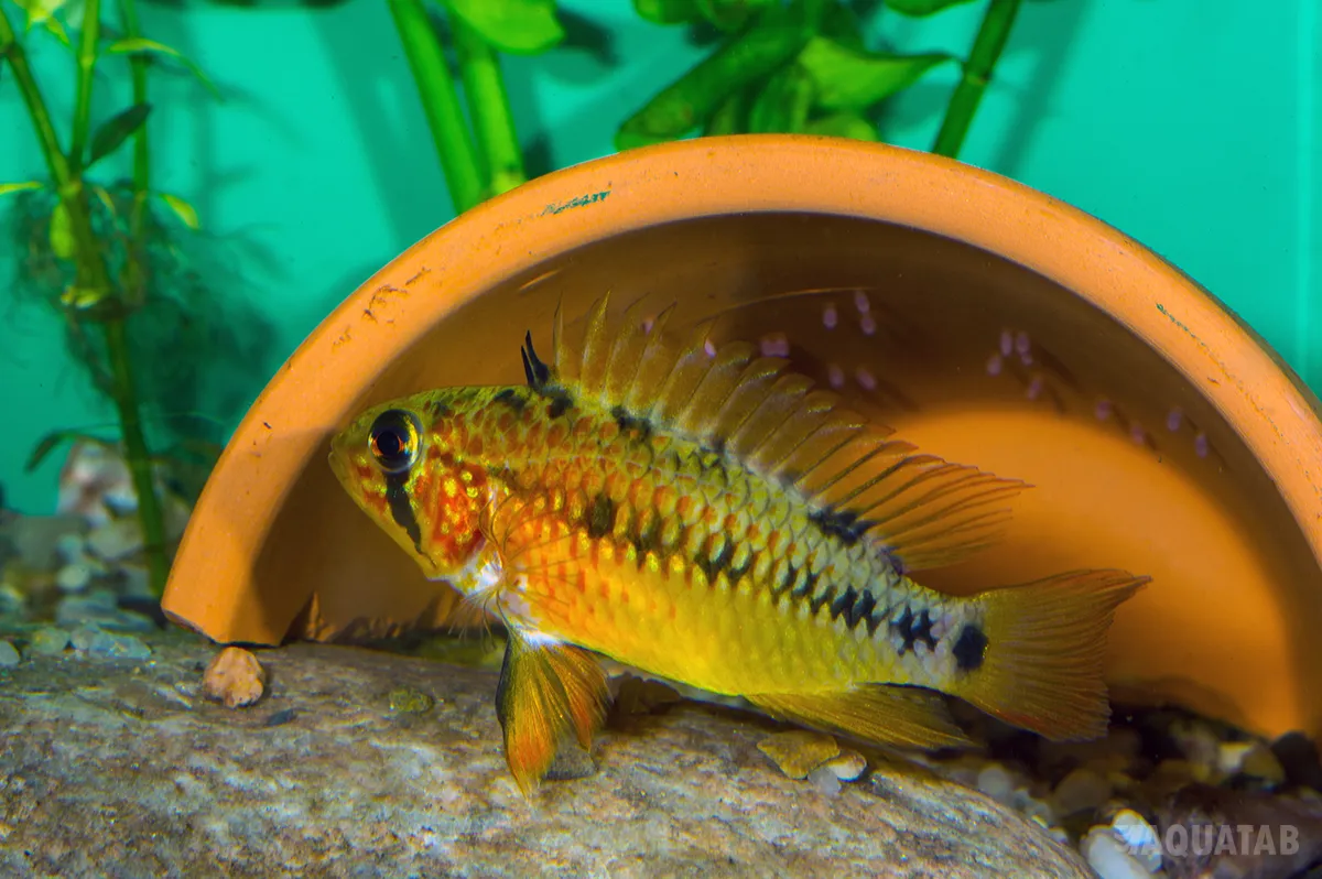 Fotografie druhu Apistogramma macmasteri Red Neck
