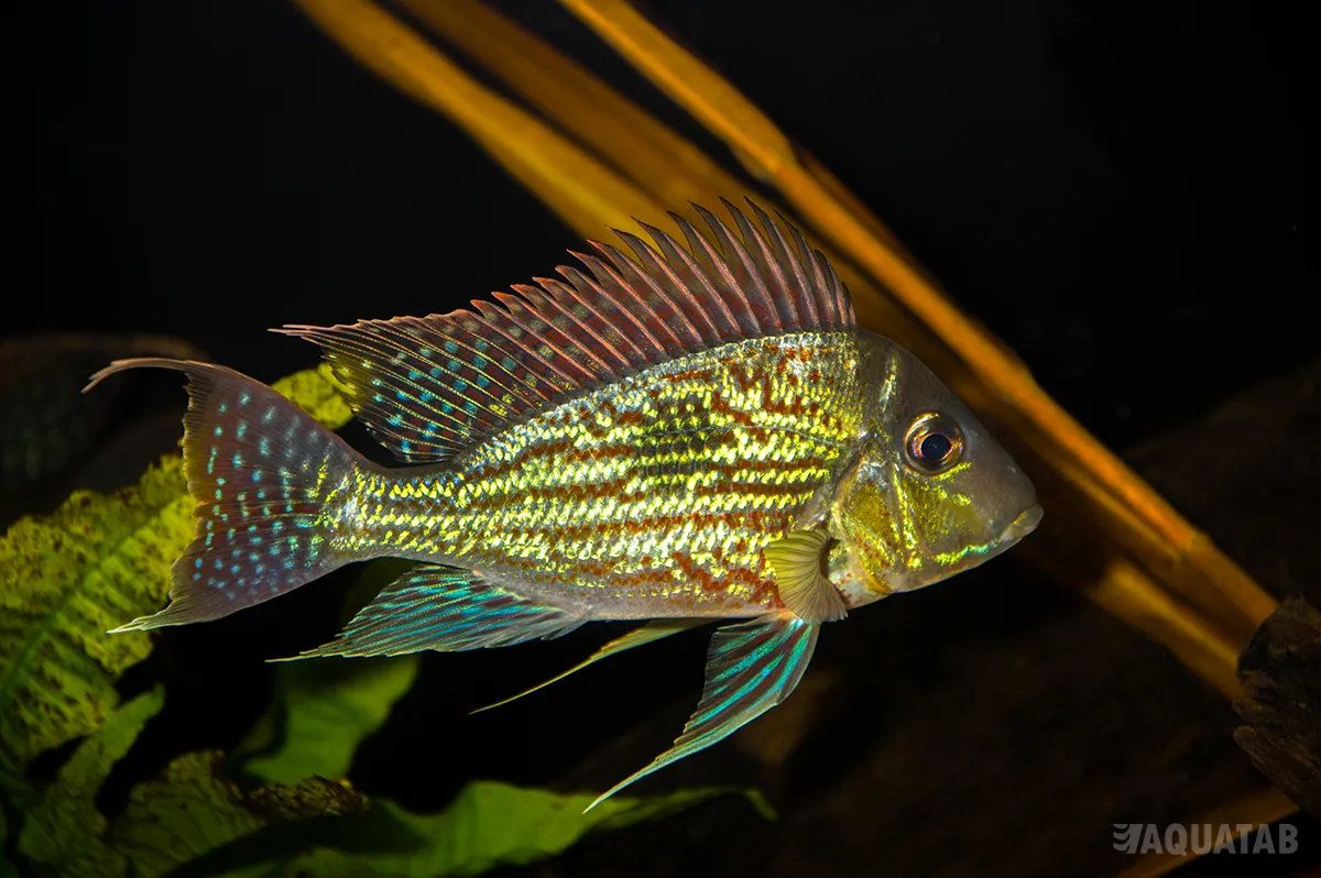 Fotografie druhu Geophagus sveni