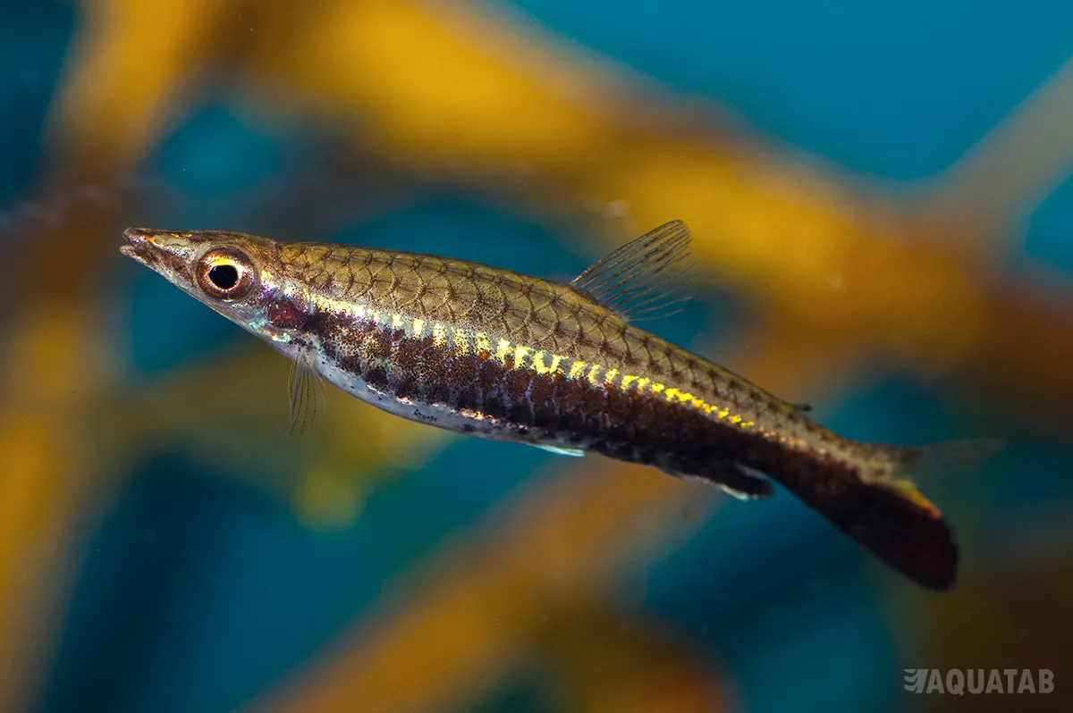 Fotografie druhu Nannostomus eques