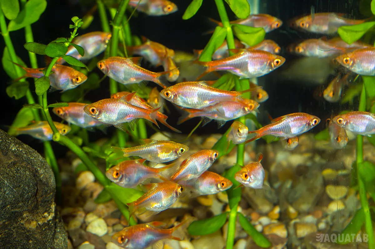 Fotografie druhu Trigonostigma heteromorpha Gold