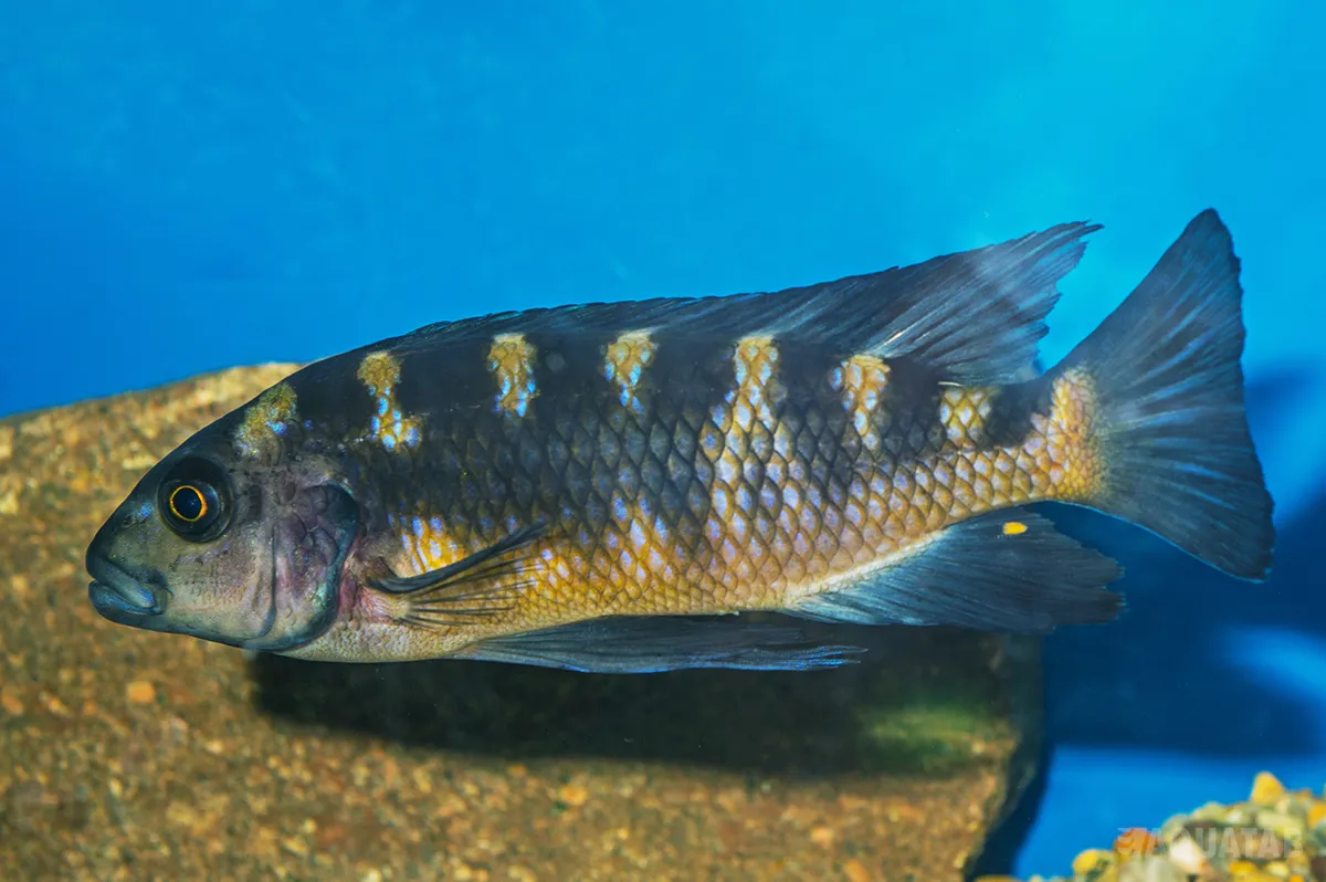 Fotografie druhu Pseudotropheus crabro