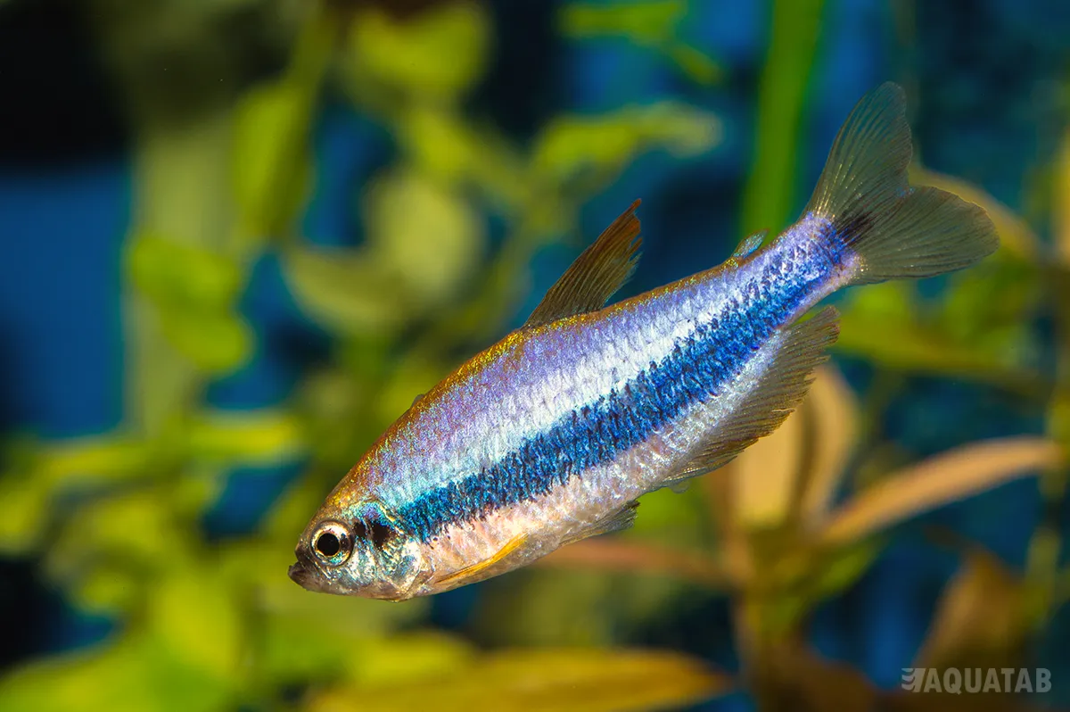 Fotografie druhu Inpaichthys kerri