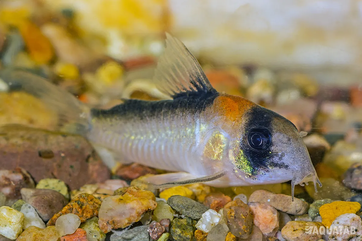 Fotografie druhu Hoplisoma adolfoi