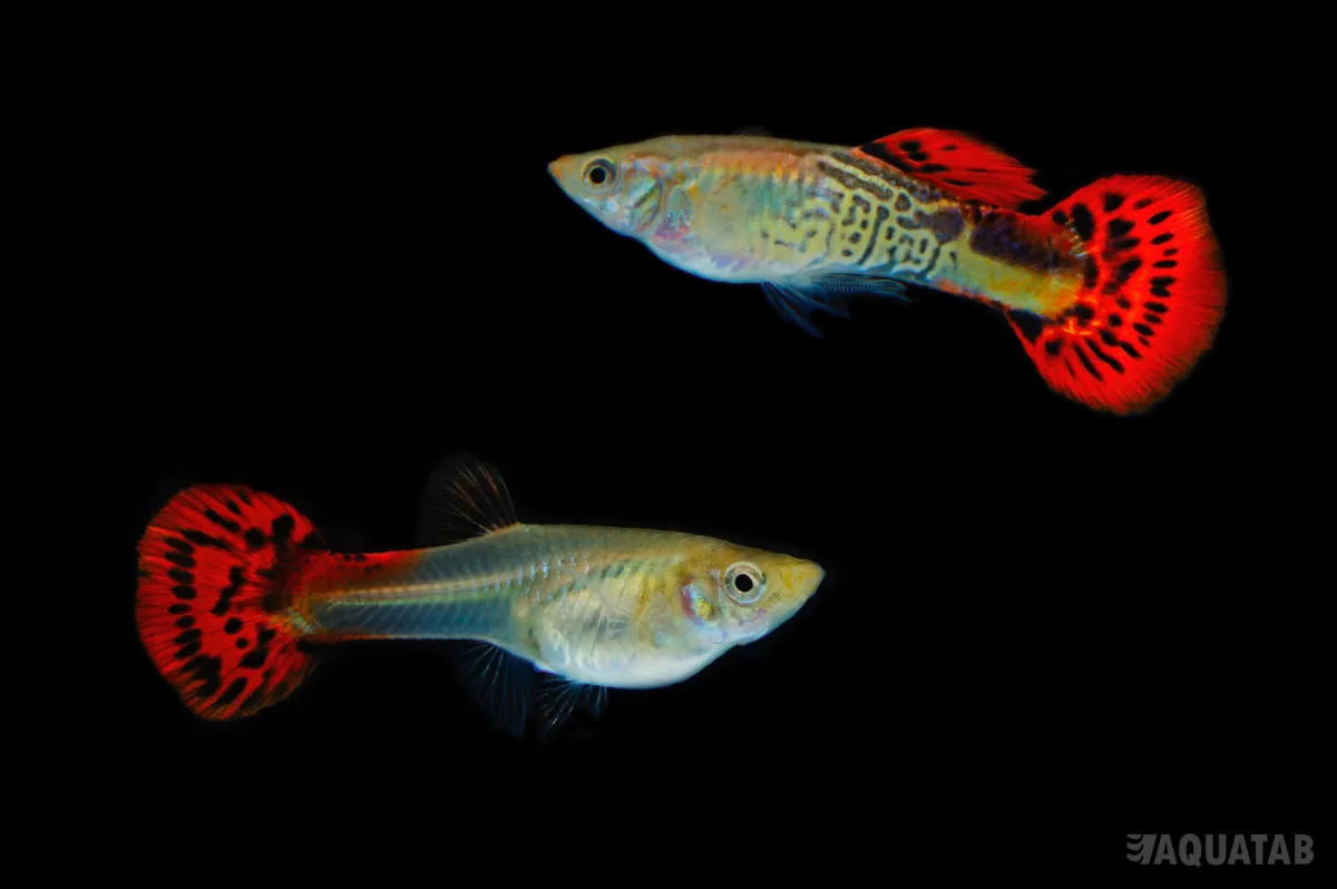 Fotografie druhu Poecilia reticulata