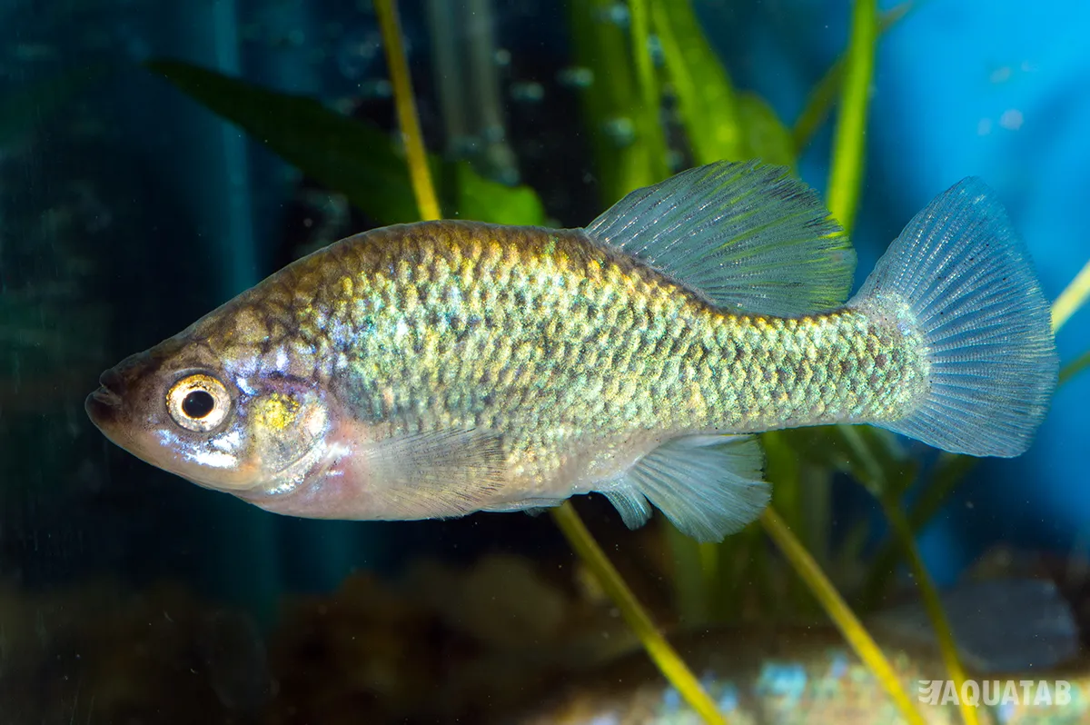 Fotografie druhu Xenoophorus captivus