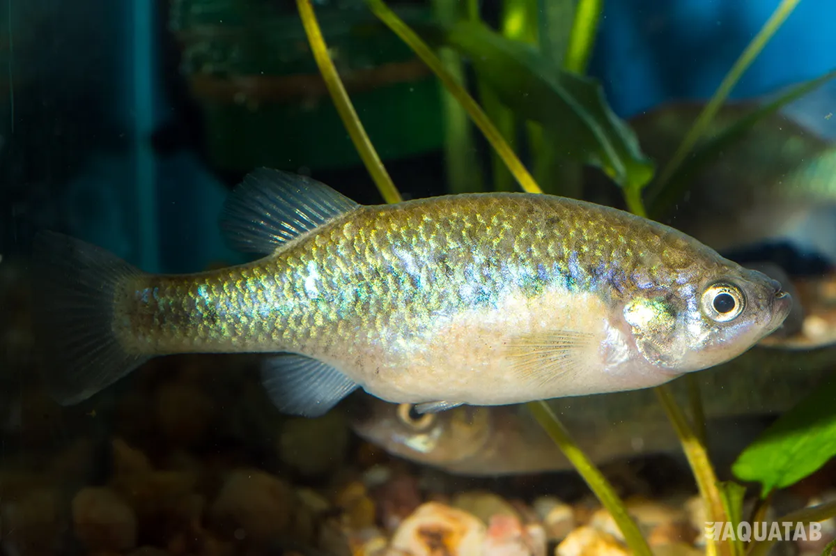 Fotografie druhu Xenoophorus captivus