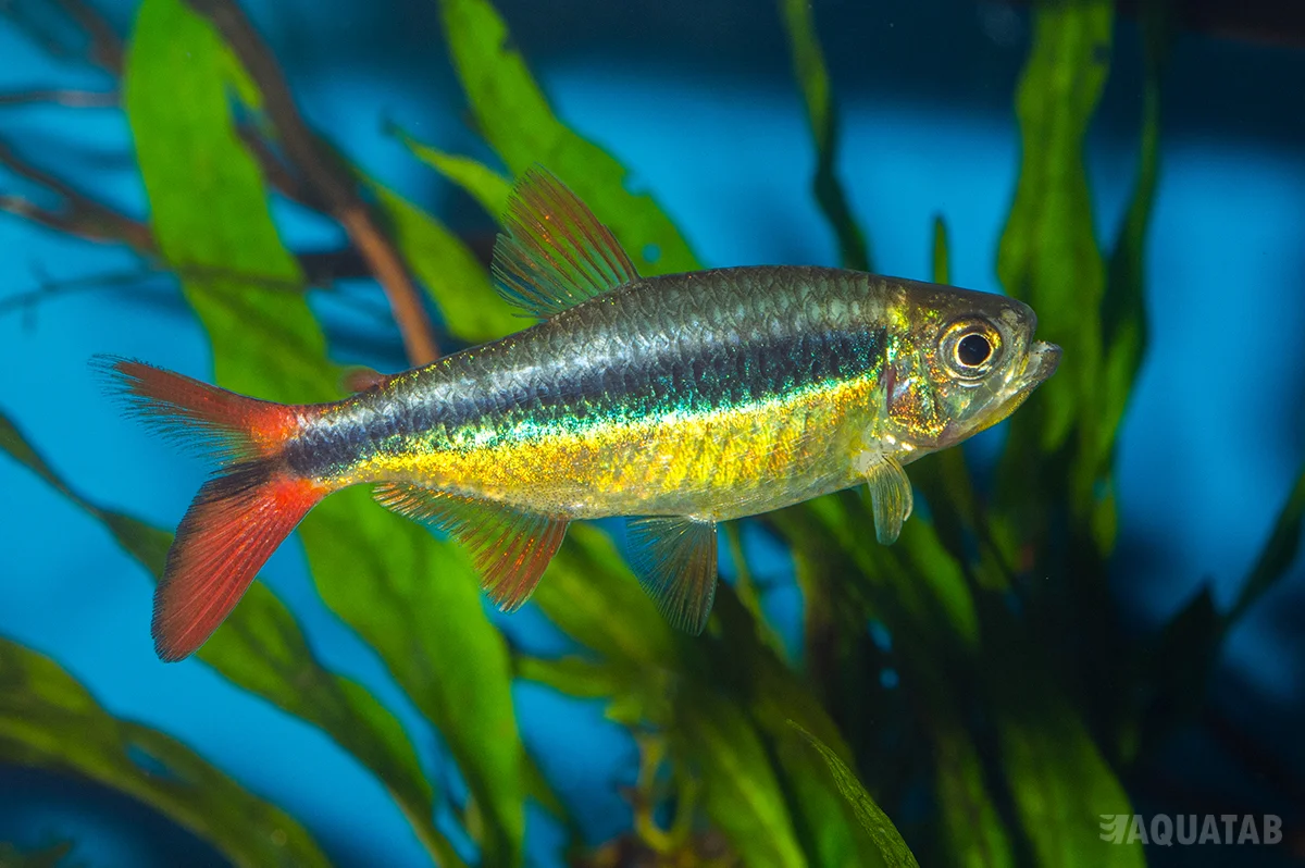 Fotografie druhu Thayeria sp. Red Tail Teles Pires