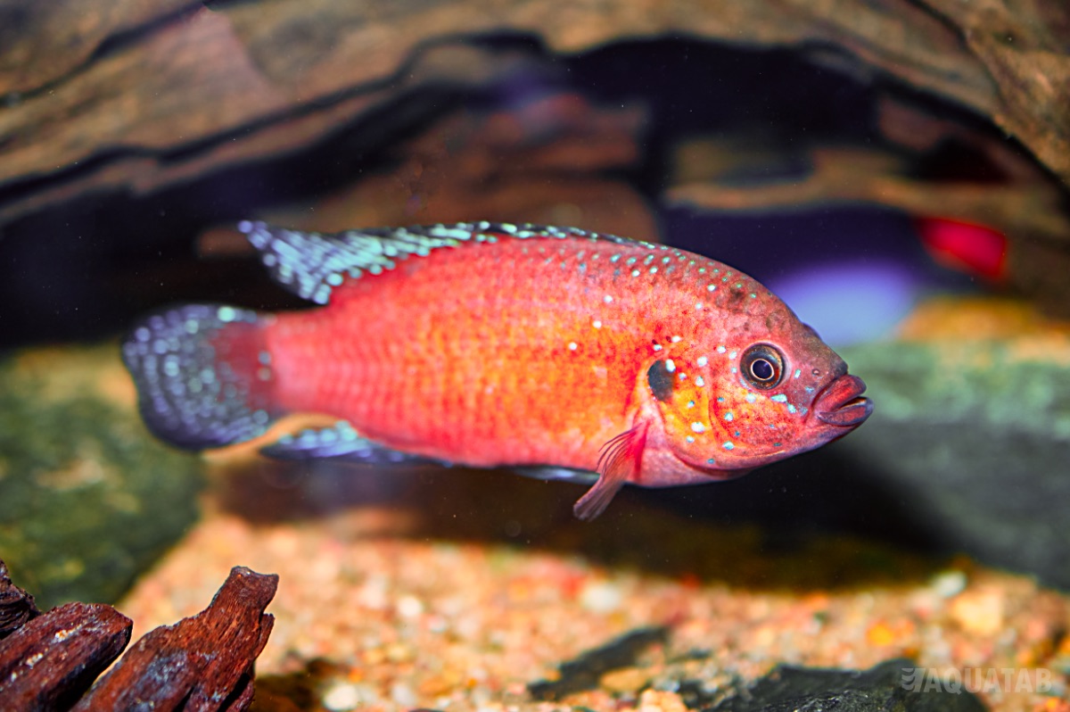 Fotografie druhu Rubricatochromis exsul