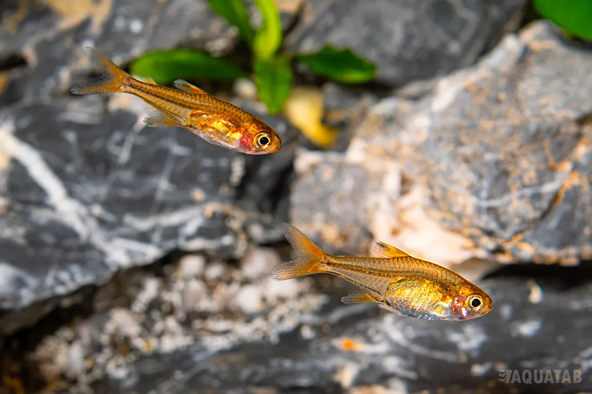 Fotografie druhu Hyphessobrycon amandae