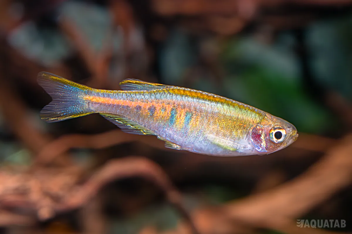 Fotografie druhu Danio choprae