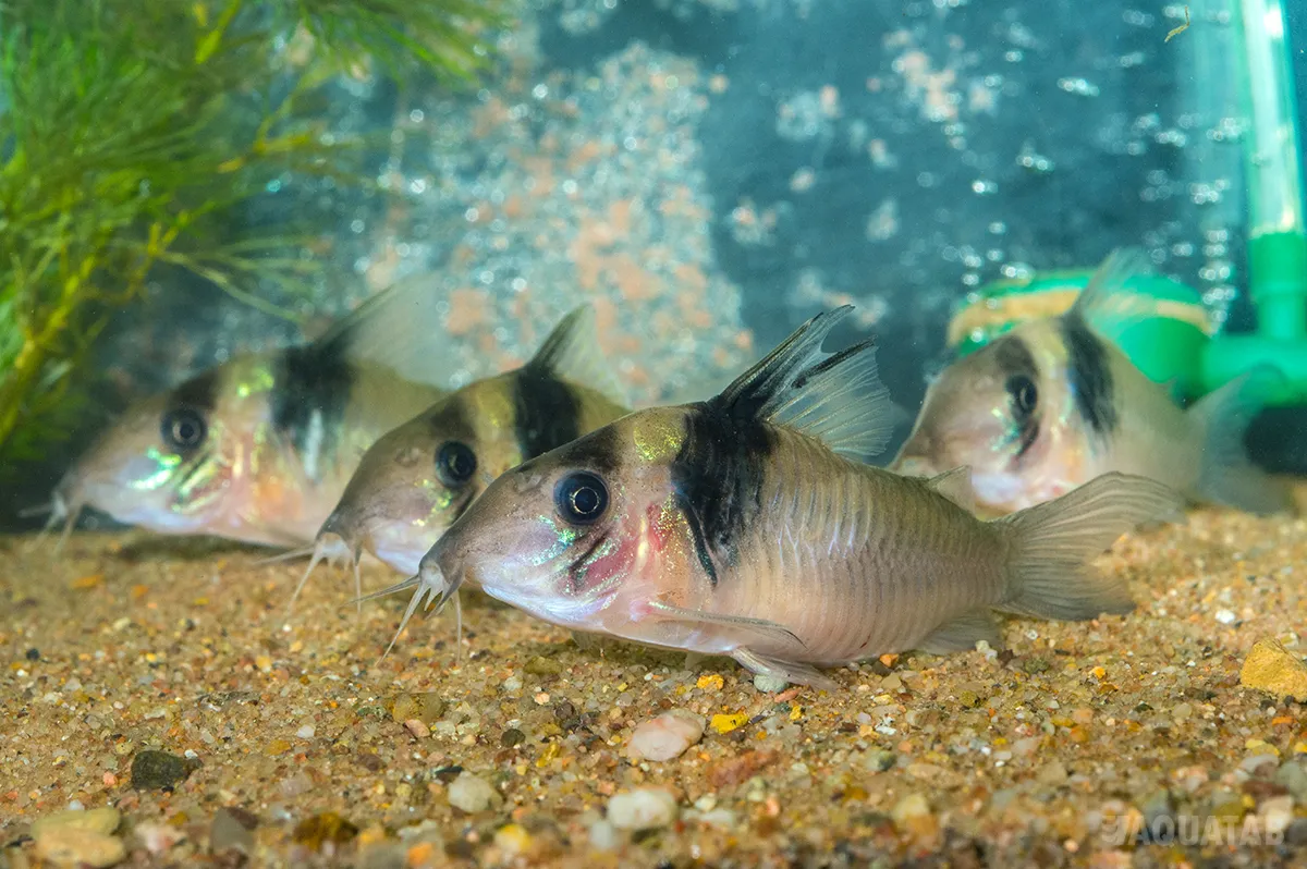 Fotografie druhu Brochis virginiae