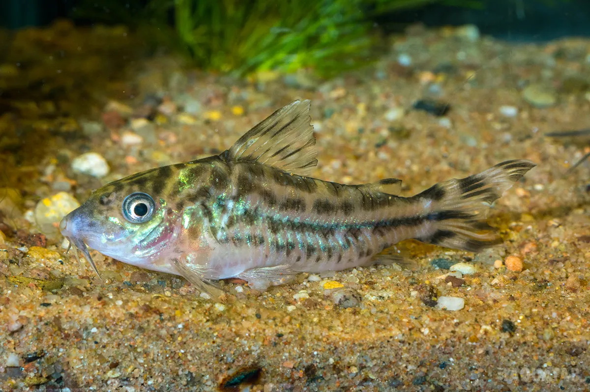 Fotografie druhu Brochis robineae