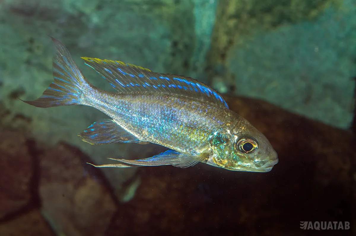 Fotografie druhu Cyathopharynx furcifer