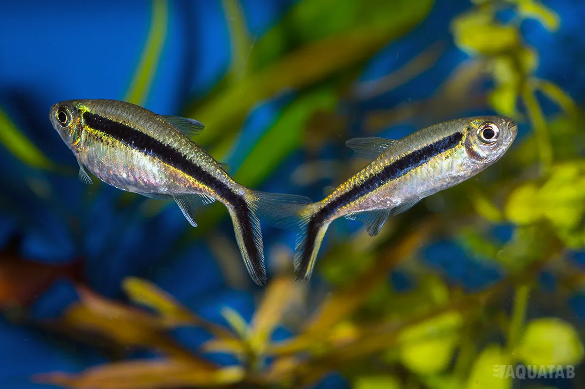 Fotografie druhu Thayeria boehlkei