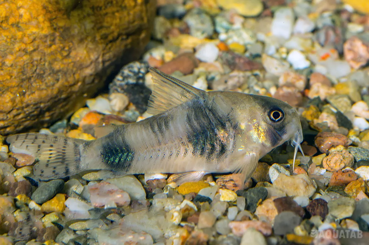 Fotografie druhu Hoplisoma tukano