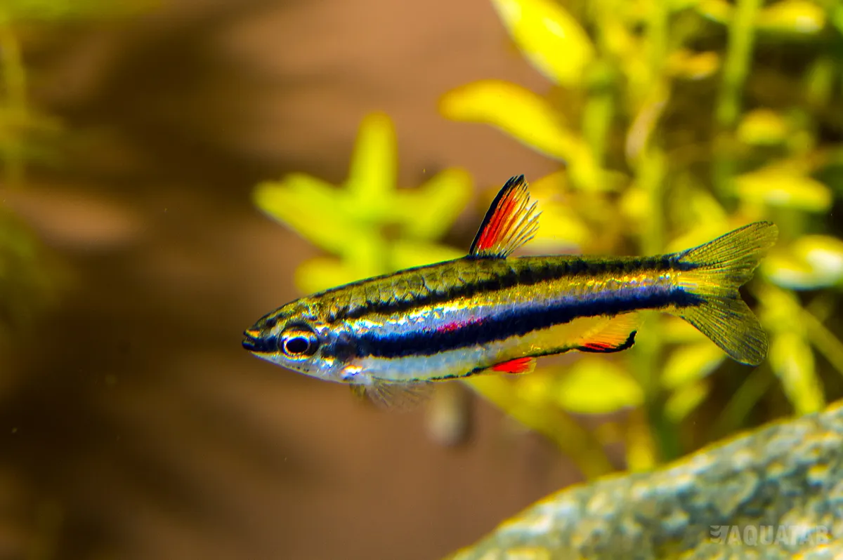 Fotografie druhu Nannostomus marginatus