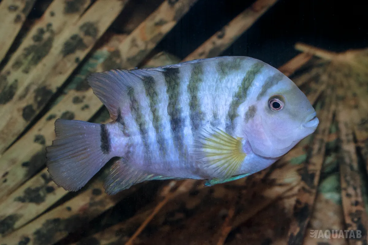 Fotografie druhu Amatitlania kanna