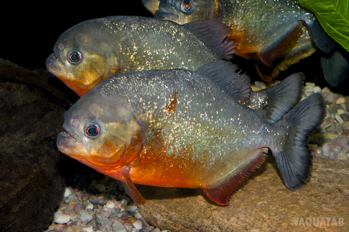 Fotografie druhu Pygocentrus nattereri