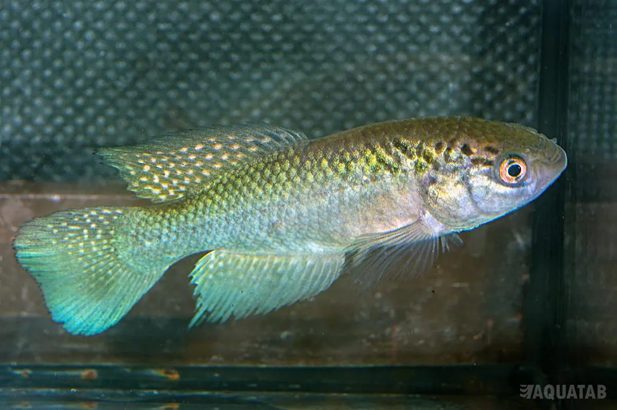 Fotografie druhu Cynolebias griseus Nova Roma BRZ2014/5
