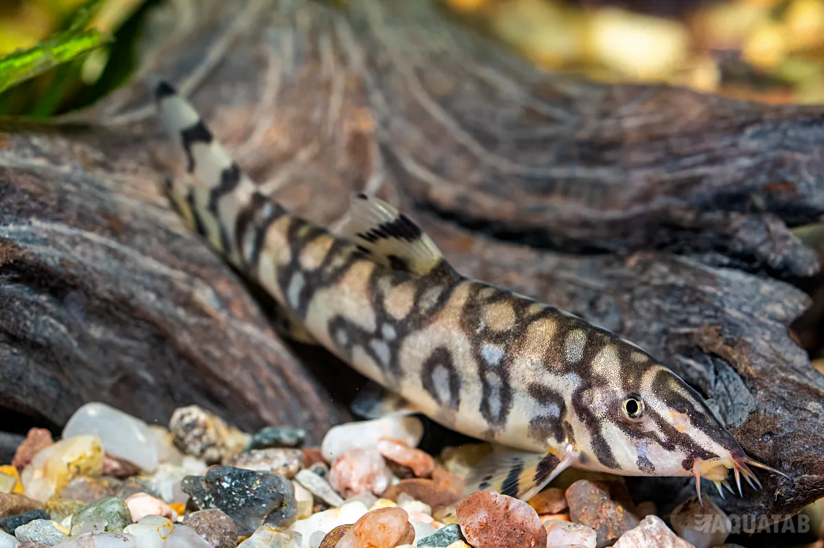 Fotografie druhu Botia lohachata