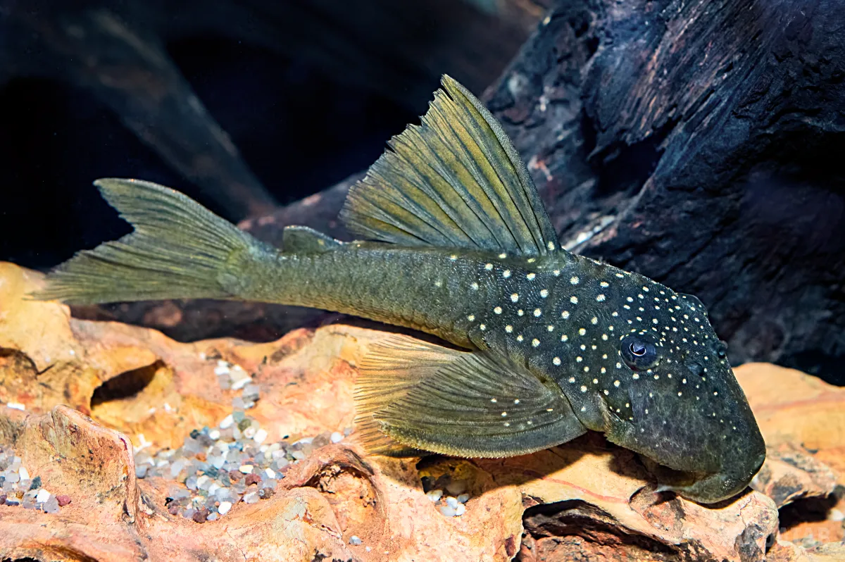 Fotografie druhu Hemiancistrus subviridis