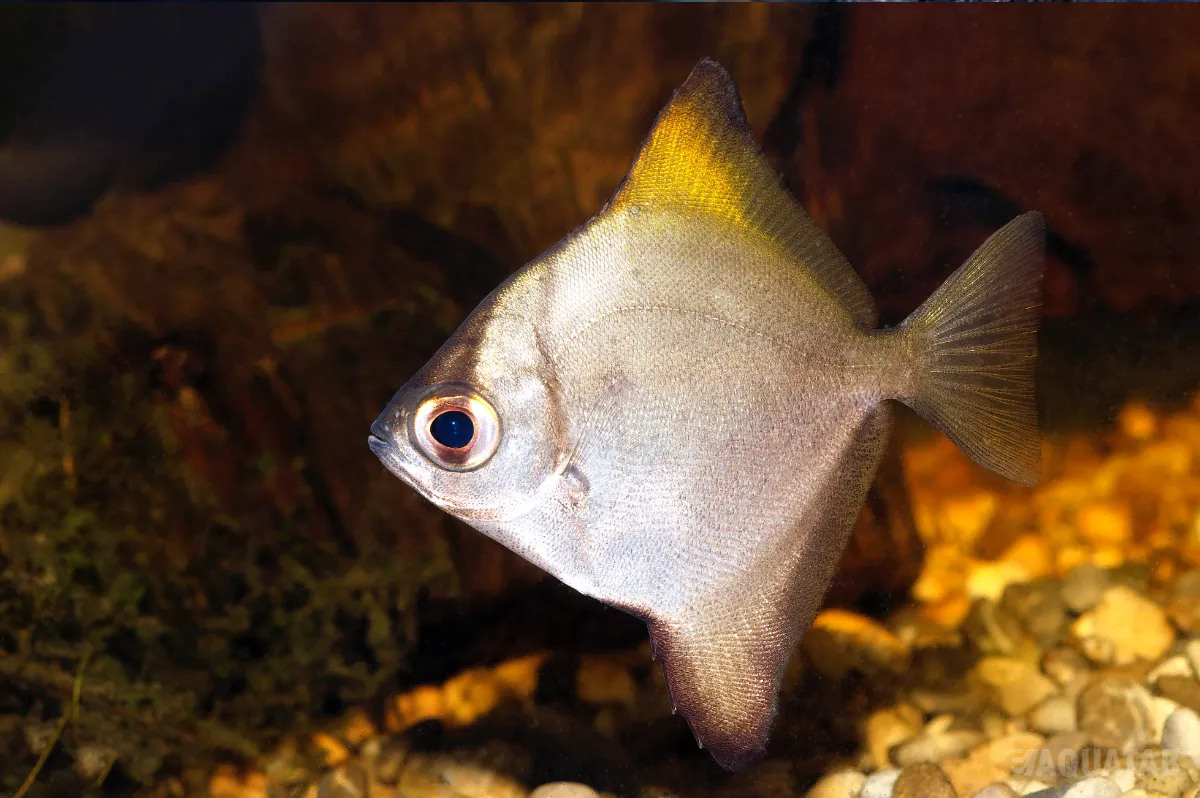 Fotografie druhu Monodactylus argenteus