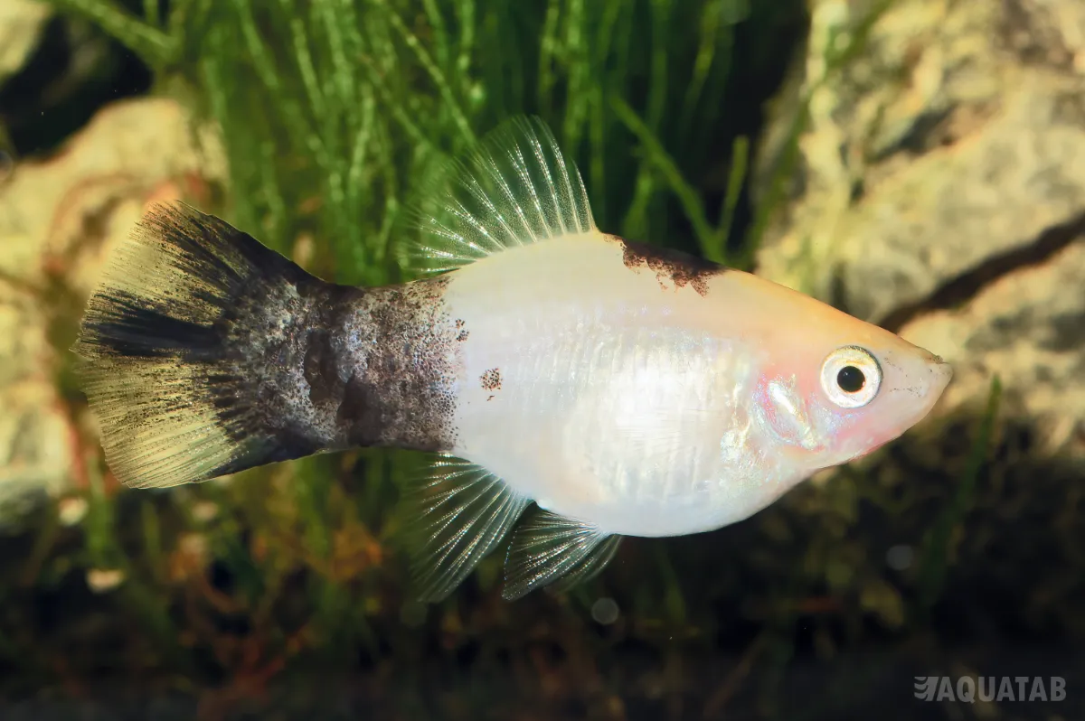 Fotografie druhu Xiphophorus maculatus