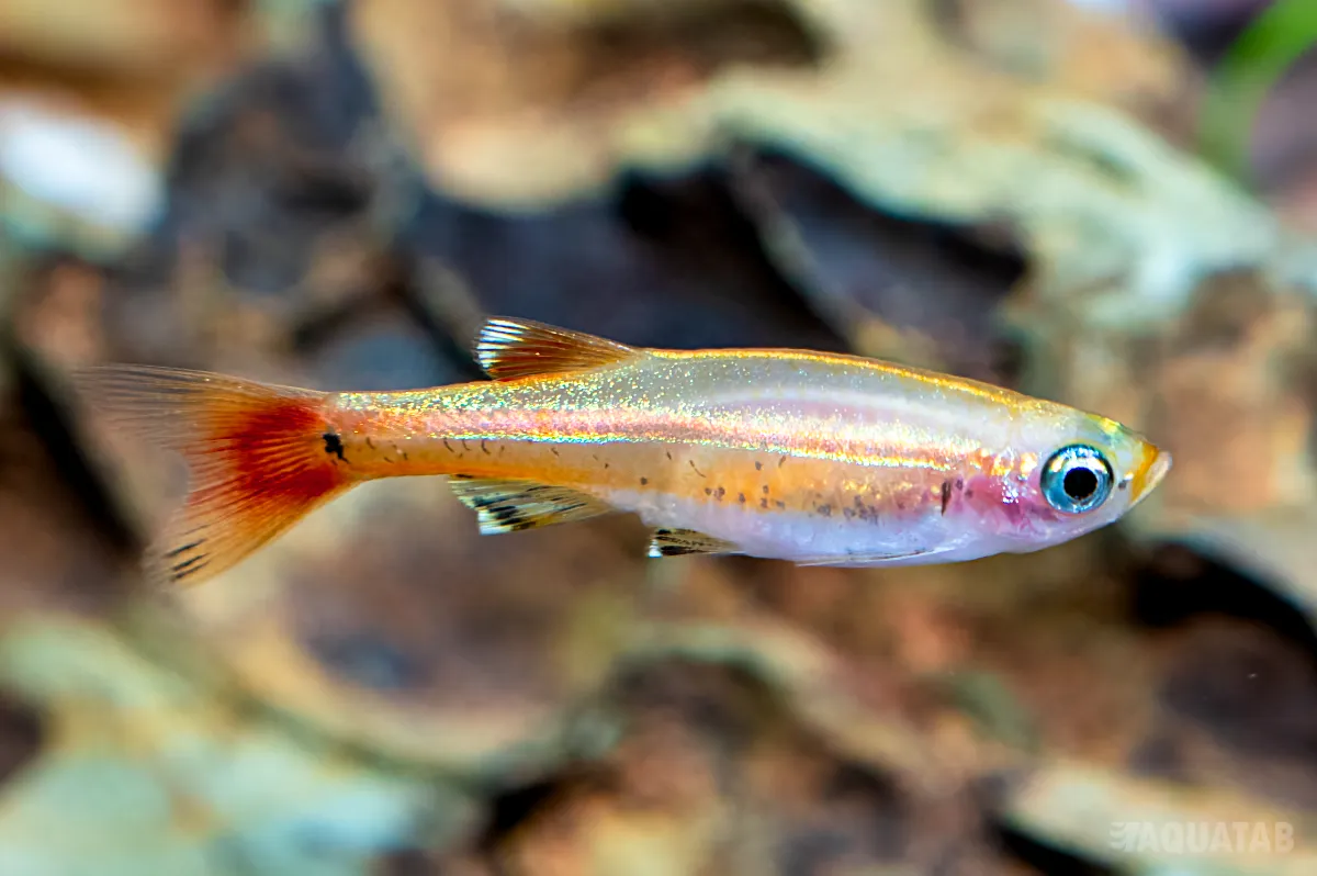 Fotografie druhu Tanichthys albonubes Gold