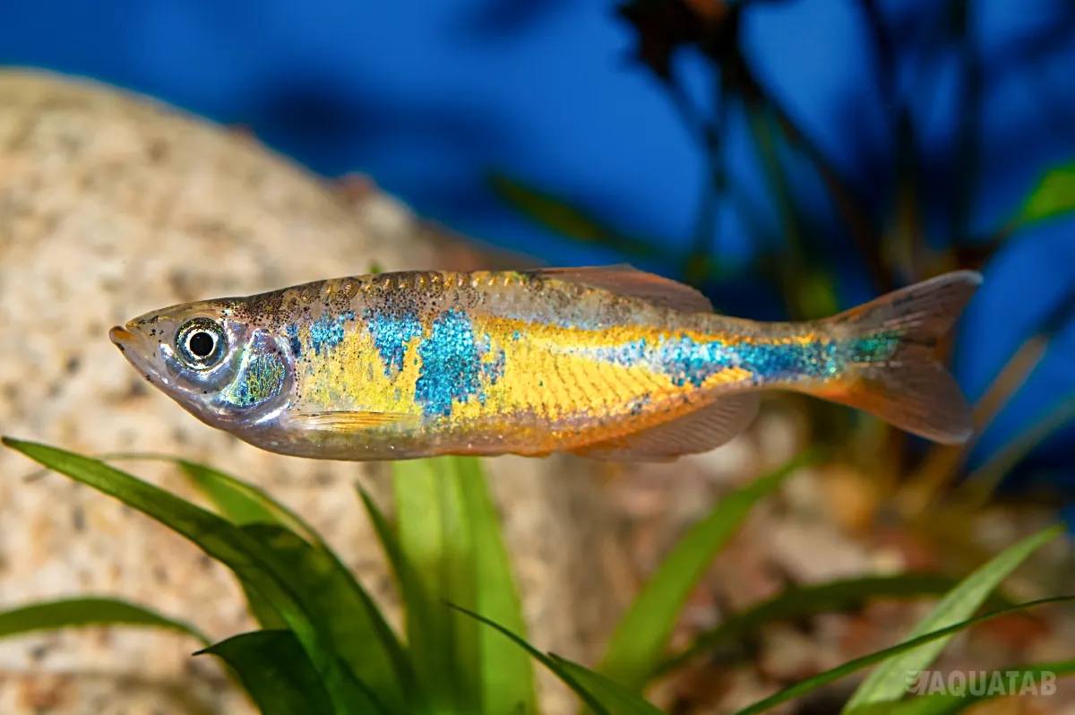 Fotografie druhu Devario sp.