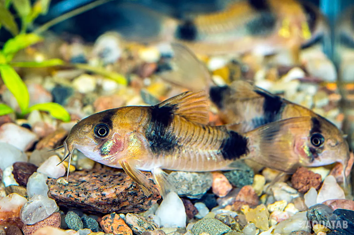 Fotografie druhu Hoplisoma weitzmani