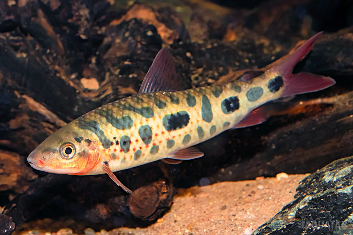 Fotografie druhu Leporinus sp. Strawberi